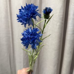 Blåklint 65 cm